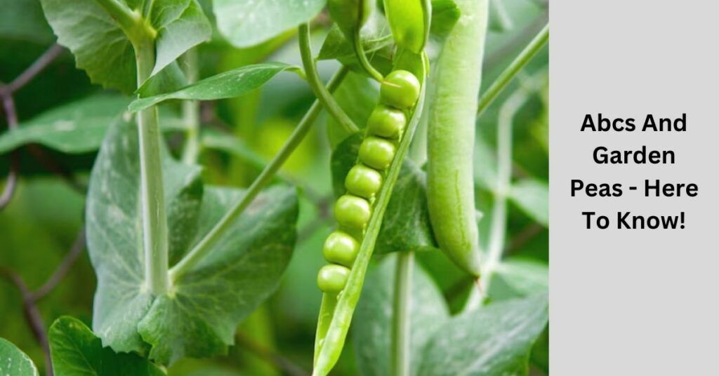 Abcs And Garden Peas - Here To Know!